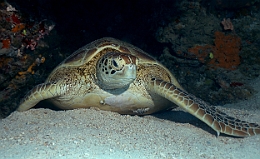 Sipadan_2015_Tortue Franche_Chelonia mydas_IMG_2175_rc